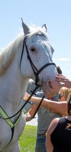 Francis Jake the IMPD Horse mounted patrol's facebook cropped