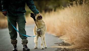 Dogs Trained To Stop Rhino Poaching - M24