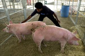 Joshua Raymond, 16, a sophomore in the Gardena High School's Future Farmers of America program, wran