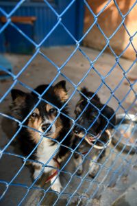 World Animal Day at Paluch animal shelter