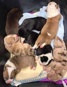 IMPD-rescued newborn pups now at Every Dog Counts Rescue