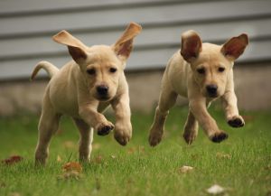 Yellow labrador puppies running