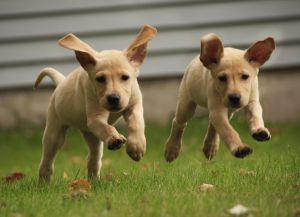 Yellow labrador puppies running