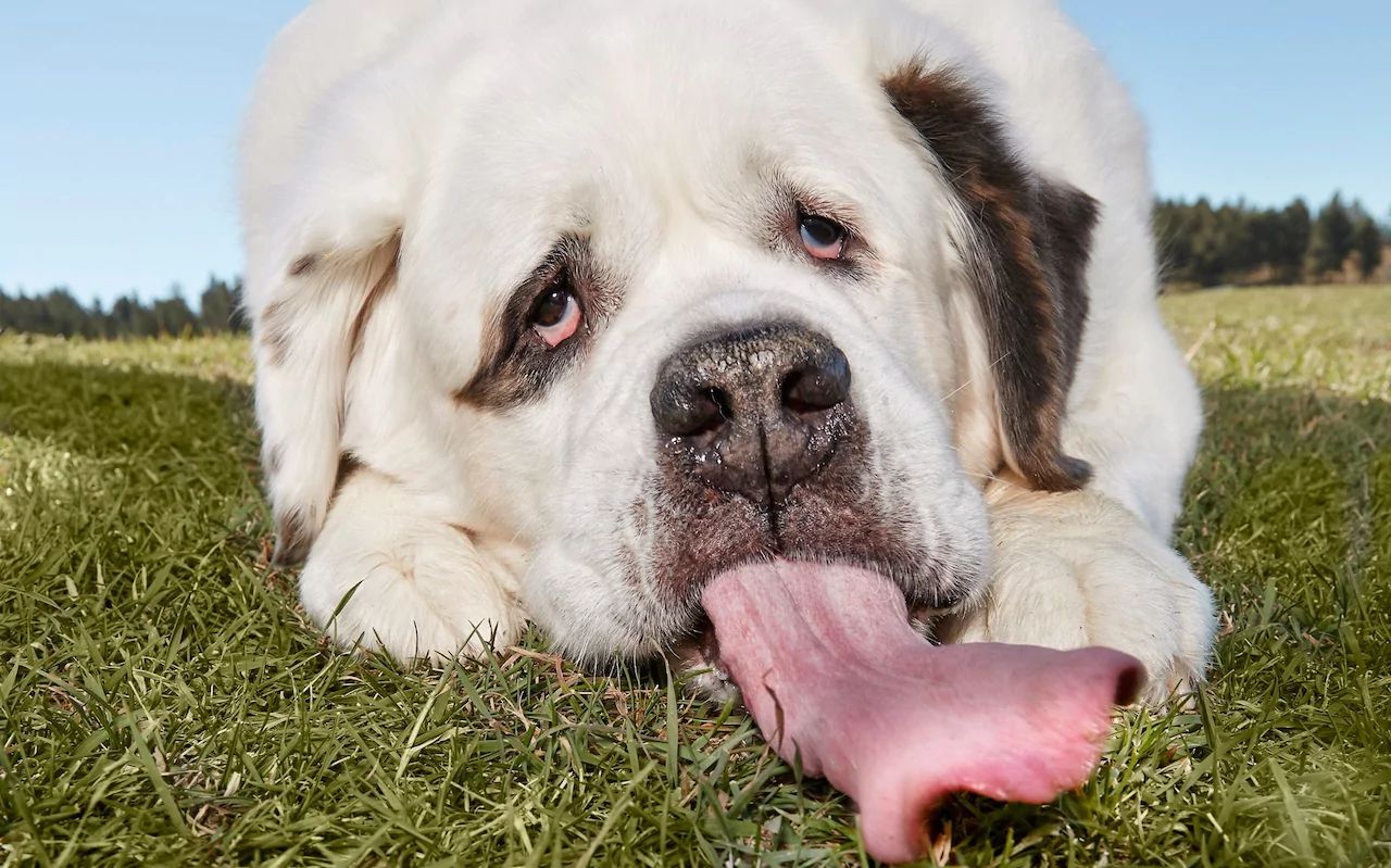 dog long tongue