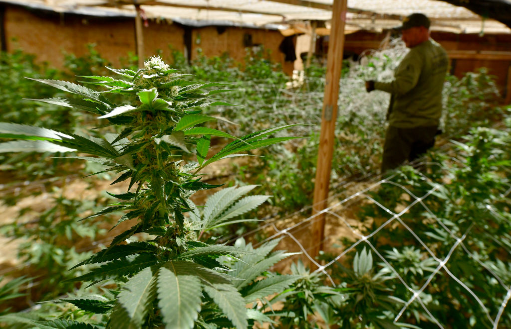 San Bernardino County Sheriffs Raid Rural Marijuana Grow Houses