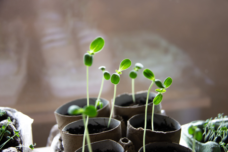 Dahlia Zinnia seedlings. Sprout growing from the ground