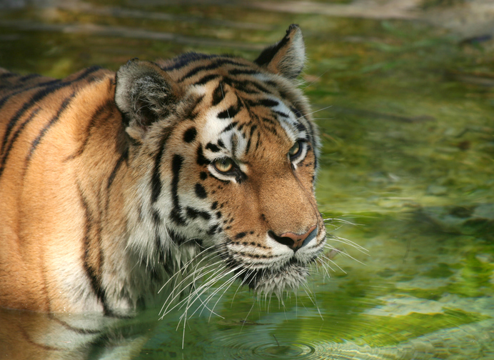 Amur Tiger in Water at The Local Zoo