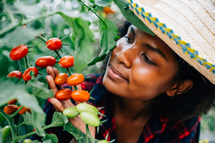 A close-up portrait showcases a smiling farmer picking ripe plum tomatoes in a greenhouse