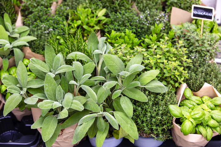 Fresh Mix of Aromatic Herbs and Greens in Garden Pots