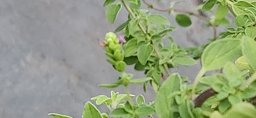 The terminal inflorescence of oregano appears at the top of the plant, where small and delicate flowers cluster together, forming a compact bunch that displays a whitish to lilac hue, attracting pollinators such as bees and butterflies.