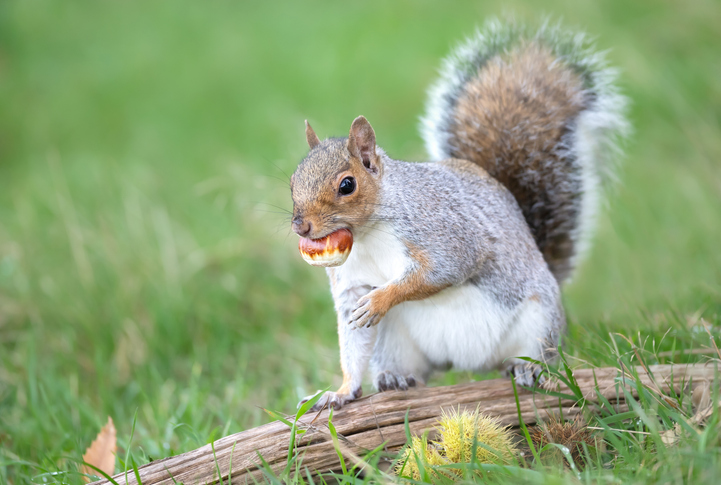 Grey squirrel eating sweet chestnut fruit in autumn