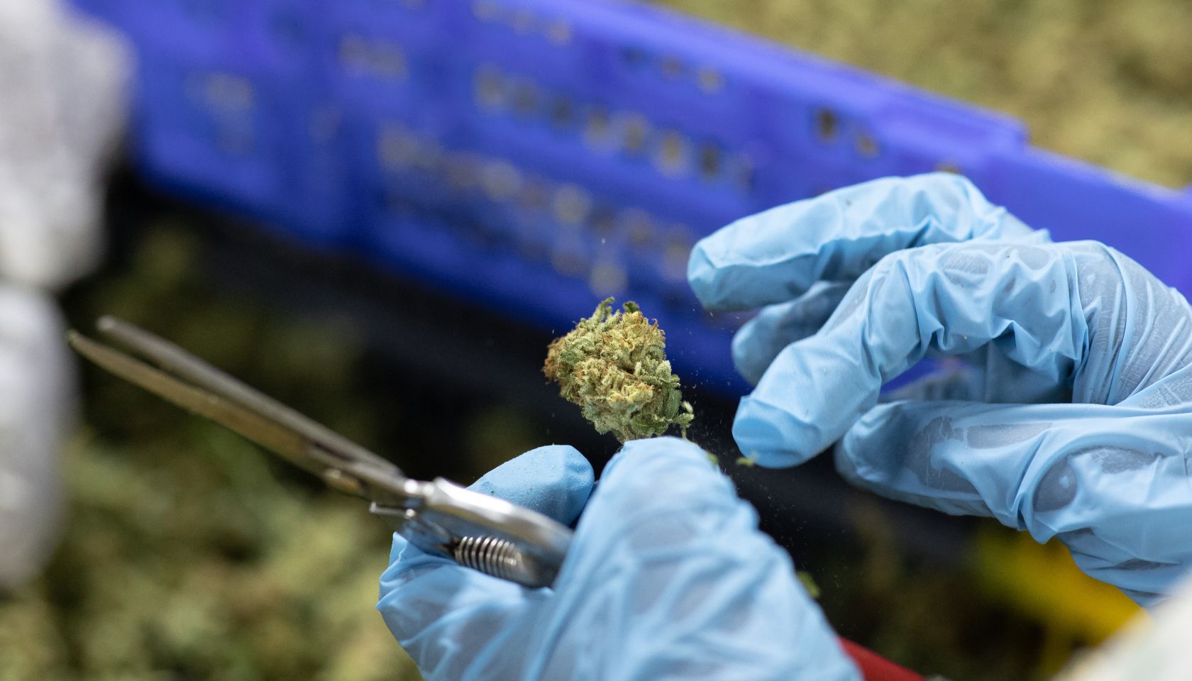Laced marijuana continues to concern health officials