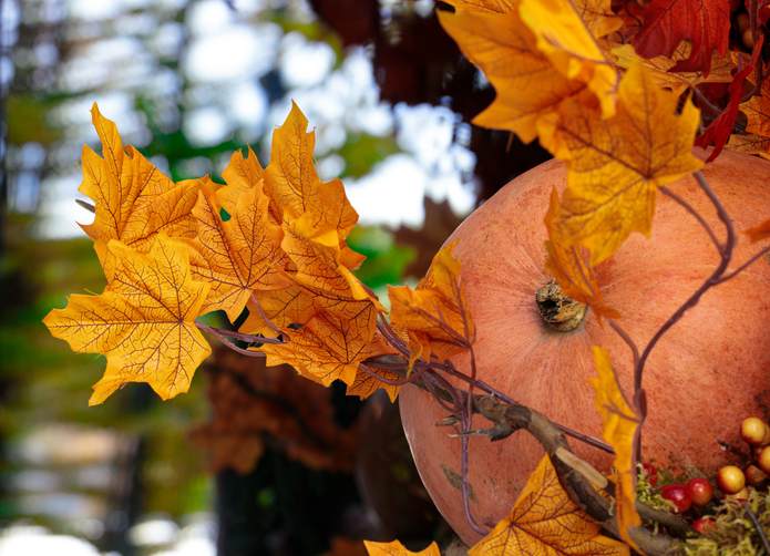 fall aesthetic thanksgiving orange warm light outside space with pumpkin and foliage close up nature cozy